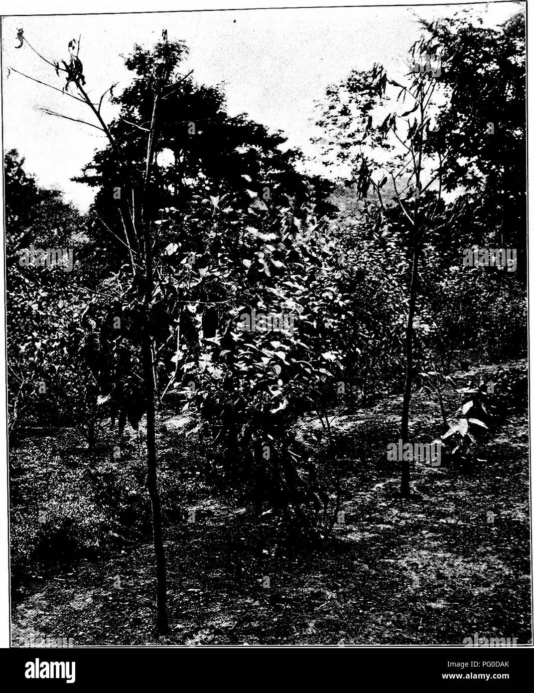 . Chestnut blight. Chestnut blight; Chestnut. 208. Fig. 29. Infected nursery trees removed from the Zoological Park to the Garden last autumn. The photograph vpas taken August 27, 1906. The dead tree on the right was apparently in perfect condition early in the season, but close inspection re- vealed a diseased spot near the base of the trunk, which later girdled it and killed the entire tree. The tree on the left also leafed out vigorously and appeared healthy, but was girdled about halfway up the trnnk by May 15 from a diseased spot near a wound made in pruning. On May 19 fruiting pustules b Stock Photo
