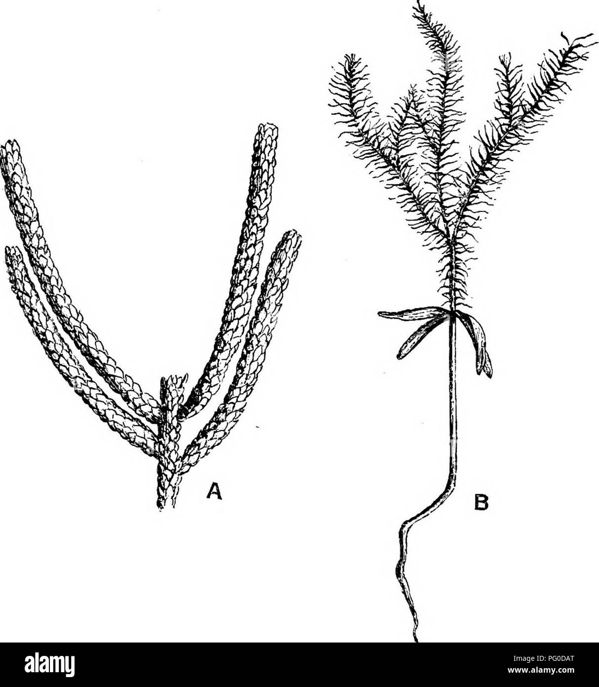 . Fossil plants : for students of botany and geology . Paleobotany. 146 CONIFEEALES (RECENT) [CH. CUPBESSINEAE. The absence of resin-canals in the xylem is a feature shared by other families; but in the occurrence of xylem-parenchyma in different regions of the wood the Cupressineae differ as a rule from the Abie- tineae, though this is not a constant distinguishing character. The pits in the field vary from 1 to 6 or 8 in some genera, e.g., Taxodium and Glypto- strobus^: Gothan^ applies the term Cupressoid to medullary-ray pits character-. FiG. 698. Araucariu exceha. A, Mature form. B, Seedli Stock Photo
