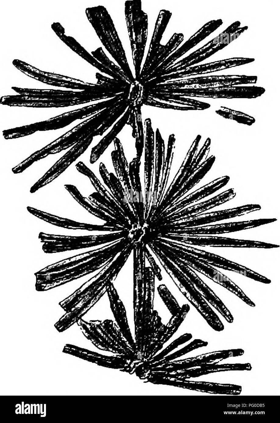 . Fossil plants : for students of botany and geology . Paleobotany. X] ANNULARIA. 339 about the middle, 1â5 cm. in length and 1â3 mm. broad, hairy on the upper surface'; each leaf is traversed by a single vein.. Fig. 88. Brniioh. of Annularia stellata (Sehloth.). | nat. size. Prom a specimen in the Collection of Mr E. Kidston. Upper Coal- Measures, Eadstook. Each whorl contains 16â32 segments, which are connected basally into a collar or narrow sheath; the lateral segments are usually longer than the upper and lower. The branches are about 6â20 mm. broad, with finely ribbed intemodes 3â7 cm. l Stock Photo