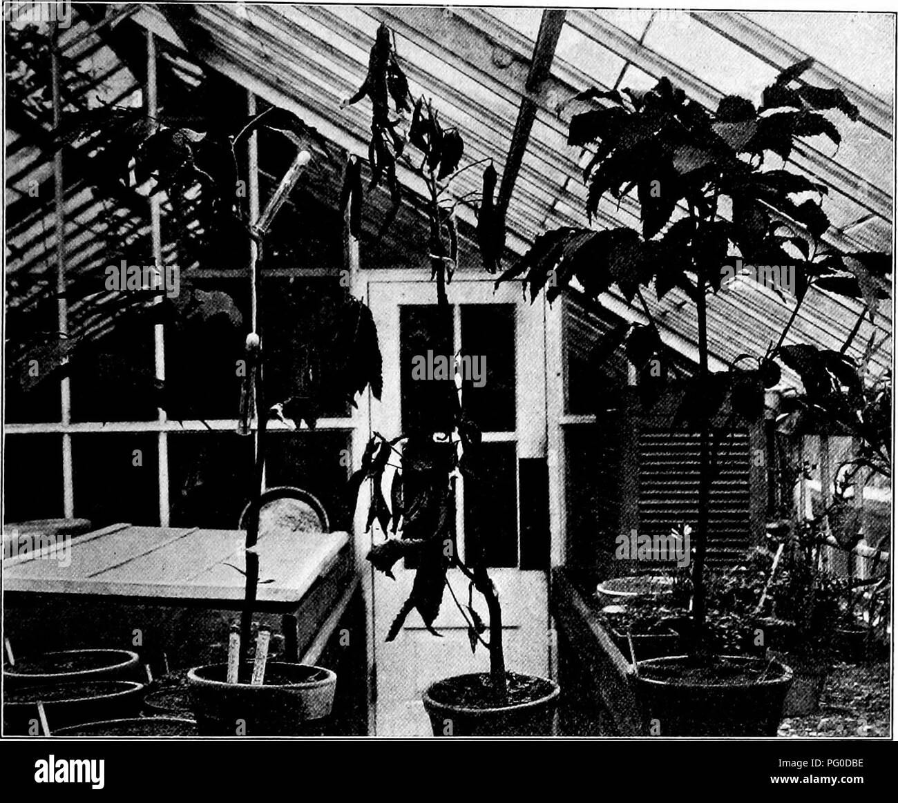 . Chestnut blight. Chestnut blight; Chestnut. 205 An attempt was made by Mr. Merkel, * chiet forester at the Zoological Park, to control the disease by spraying, but I believe he considers the condition quite hopeless. Practically all of the. Fig. 26. Young chestnut trees at the propagating houses used in the inocu- lation experiments. The tree on the right was not inoculated, being reserved as a check. The tree on the left shows two twigs killed. The top one was inoculated with the fungus March 21 and was completely girdled by April 14. By August 26 the fungus had reached a point nearly, an i Stock Photo