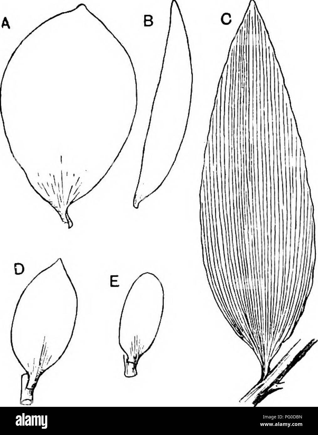 . Fossil plants : for students of botany and geology . Paleobotany. 144 CONIFBEALES (BECENT) [CH.. Fig. 695. A, Agathis Moorei. B, E, Agathis australis. C, Agathis vitiensis. D, Podocarpus MoUeyi. (After Seward and Ford; J nat. size.). Please note that these images are extracted from scanned page images that may have been digitally enhanced for readability - coloration and appearance of these illustrations may not perfectly resemble the original work.. Seward, A. C. (Albert Charles), 1863-1941. Cambridge : University Press Stock Photo
