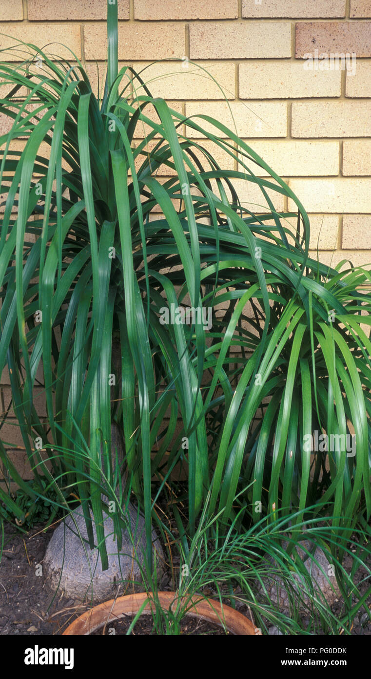 TWO BEAUCARNEA RECURVATA PLANTS, COMMONLY KNOWN AS PONYTAIL PALMS OR ELEPHANTS FOOT) GROWING NEAR THE WALL OF A HOUSE. Stock Photo