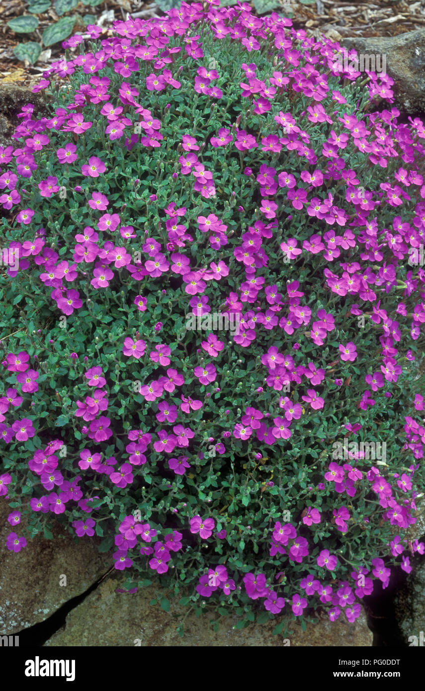 Aubrieta deltoidea is a species of flowering plant in the mustard family. (lilac bush, purple rock cress and rainbow rock cress) rock garden. Stock Photo