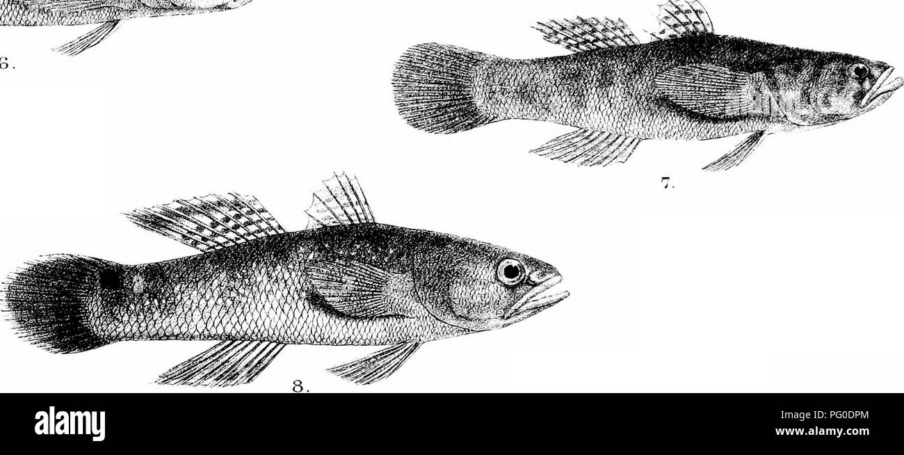 . The fishes of India; being a natural history of the fishes known to inhabit the seas and fresh waters of India, Burma, and Ceylon. Fishes. &amp; H.Ford del RMmtern lith Mmterri Bros :mD 1, BOLEOPHTHALMUS TENUIS 5, ELEOTRIS MACRODON. B ODDAE RTl. 3, B, GLAU C IT S, 6,E CAVIFRONS, 7. E FUSCA. 4-, BOSTEICHTHYS SINi 3,E SCINTIELANS.. Please note that these images are extracted from scanned page images that may have been digitally enhanced for readability - coloration and appearance of these illustrations may not perfectly resemble the original work.. Day, Francis, 1829-1889. London, B. Quaritch Stock Photo
