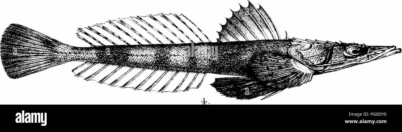Mathiran Fish This comprehensive work on the fishes of India, Burma, and Ceylon ...