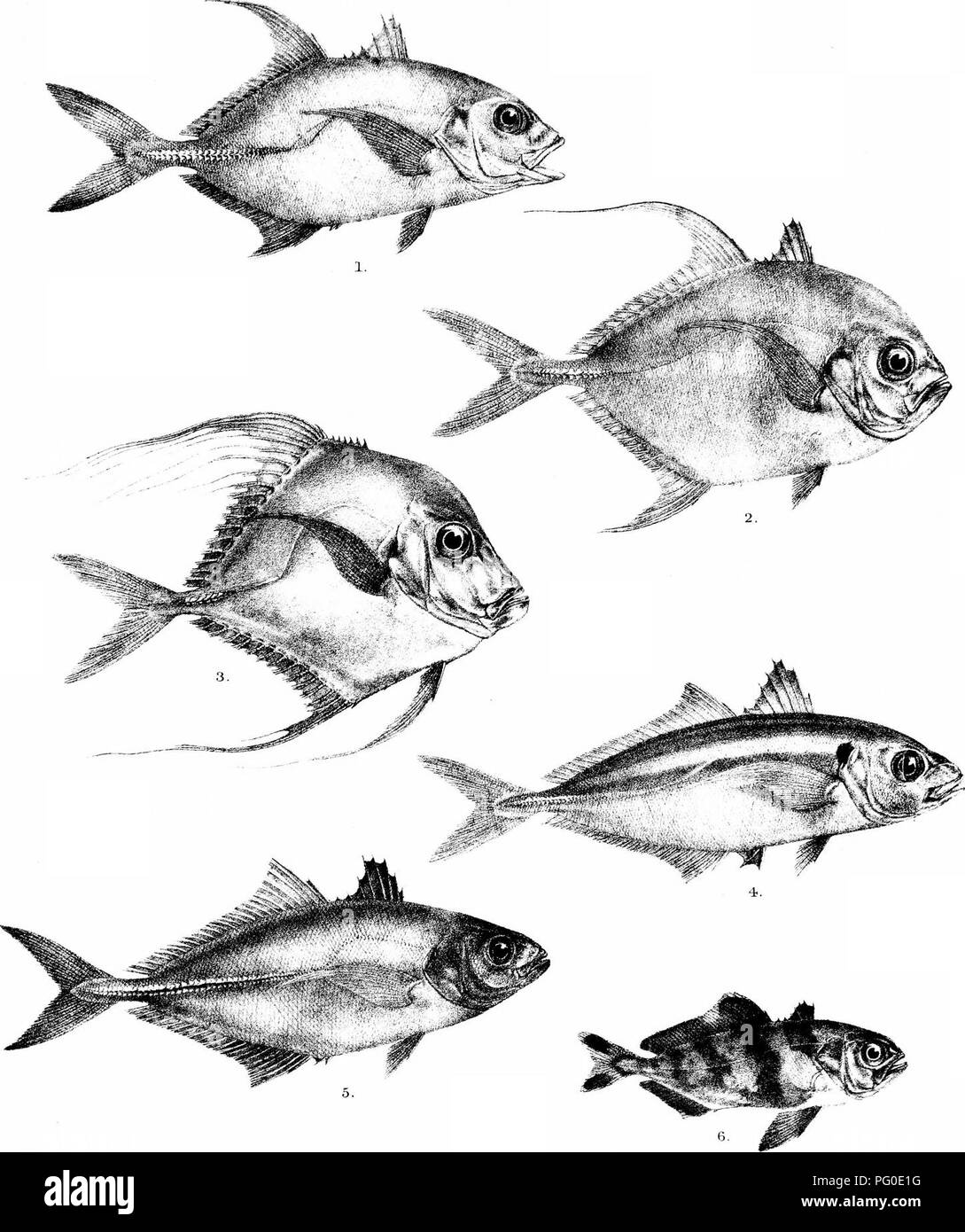. The fishes of India; being a natural history of the fishes known to inhabit the seas and fresh waters of India, Burma, and Ceylon. Fishes. Days Fishes of Indi; Plate LI.. G.H 1-brd del Suzini lith I'^nteTT, Bro.- im 1. CARANX OBLONGUS 2,C,ARMATUS, 3,C.GALLUS- 4- C LEPTOLEPIS 5. C, NIGRIPINNIS. 6 . SERIOLA NIGRO - FASCIATA.. Please note that these images are extracted from scanned page images that may have been digitally enhanced for readability - coloration and appearance of these illustrations may not perfectly resemble the original work.. Day, Francis, 1829-1889. London, B. Quaritch Stock Photo