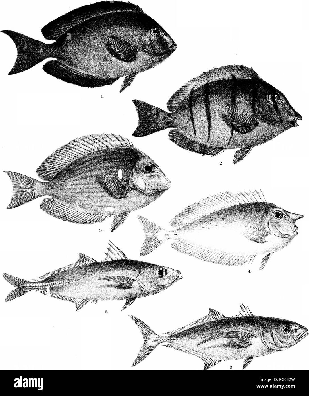 . The fishes of India; being a natural history of the fishes known to inhabit the seas and fresh waters of India, Burma, and Ceylon. Fishes. Day's Fishes of India Plate XLVllL. MmteiTi Bros iTTi^ C H Ford del F MinLerri htli 1 ACANTHURUS MATA 2. A TRIOSTEGUS UAR/vNX KUKRA ?. A AUREOLINEATUS, 4 NASEUS BRF.VIROSTRIS 6,0, GYMNOSTETHOIRES. Please note that these images are extracted from scanned page images that may have been digitally enhanced for readability - coloration and appearance of these illustrations may not perfectly resemble the original work.. Day, Francis, 1829-1889. London, B. Quari Stock Photo
