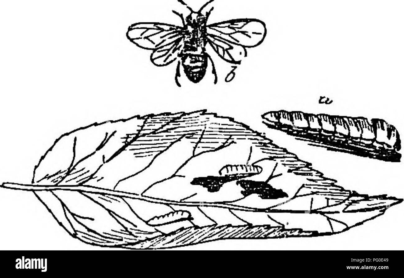 This guide provides information on insect pests and fungal diseases ...