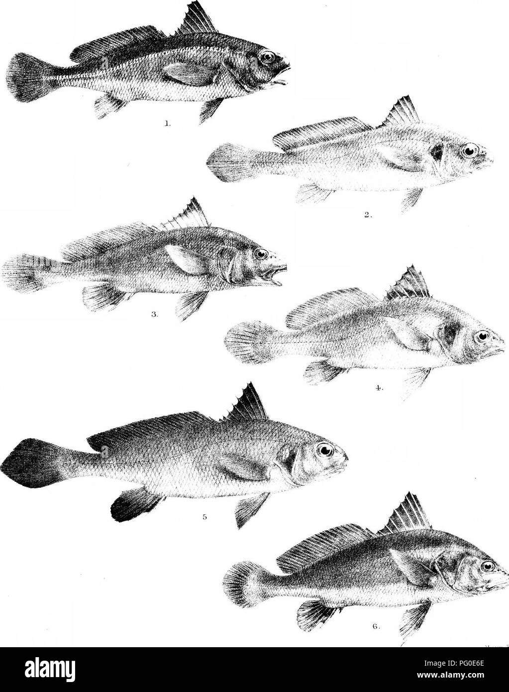 . The fishes of India; being a natural history of the fishes known to inhabit the seas and fresh waters of India, Burma, and Ceylon. Fishes. Day's FisKes ot Indis V] rio''^  ilji. i^nten&quot;. broa -^^r GHFord del Suzmi lith. 1. 5CLENA CARUTTA. 2 S, SINA. 3, S. COITOR. 4. &amp; 6. S ALEIDA 5. S BELKNGERl.. Please note that these images are extracted from scanned page images that may have been digitally enhanced for readability - coloration and appearance of these illustrations may not perfectly resemble the original work.. Day, Francis, 1829-1889. London, B. Quaritch Stock Photo