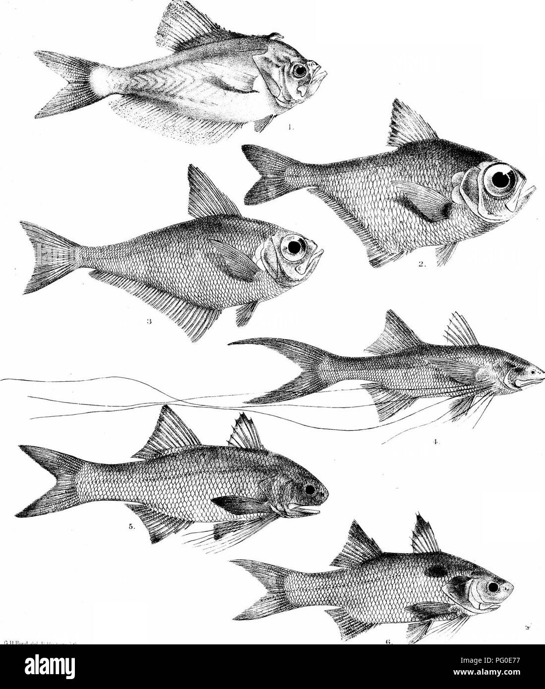 . The fishes of India; being a natural history of the fishes known to inhabit the seas and fresh waters of India, Burma, and Ceylon. Fishes. Day's Fislies of India- Plate XL.'I â â¢sssÂ»s. GUFord de HMintern livh Wintern Hrr^^ imp h KURTUS INDICUS (MALE) 4'. POLYNEMUS PARADISEUS. 2, PEMPHERl:.i MOEUCOA, .S. P. HEPTADACTYLUS. .3, P. MANOULA. o. P. SEX'l'ARlUS.. Please note that these images are extracted from scanned page images that may have been digitally enhanced for readability - coloration and appearance of these illustrations may not perfectly resemble the original work.. Day, Francis, 1 Stock Photo