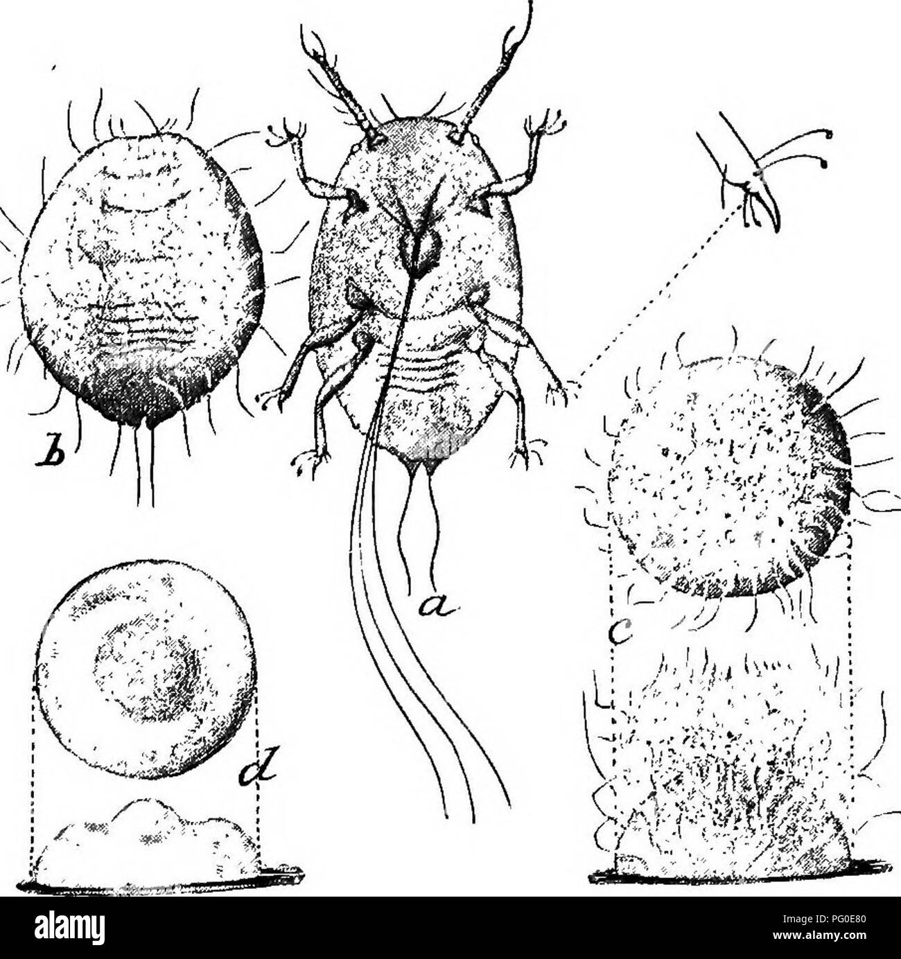 . Insect pests and plant diseases : containing remedies and suggestions recommended for adoption by farmers, fruit-growers, and gardeners of the province . Pests; Fungal diseases of plants; Insect pests. 18 Provincial Board of Horticqlture. 1897. a  ^^f'^ (Fig. 3.) Young larvae and developing scale ; (a), ventral view of larva showing sucking beak with setse separated with enlarged tarsal claw at right; (6), dorsal view of same somewhat contracted, with the first waxy filaments appearing; (c), dorsal and lateral view of same still more contracted, illustrating further development of wax secre Stock Photo