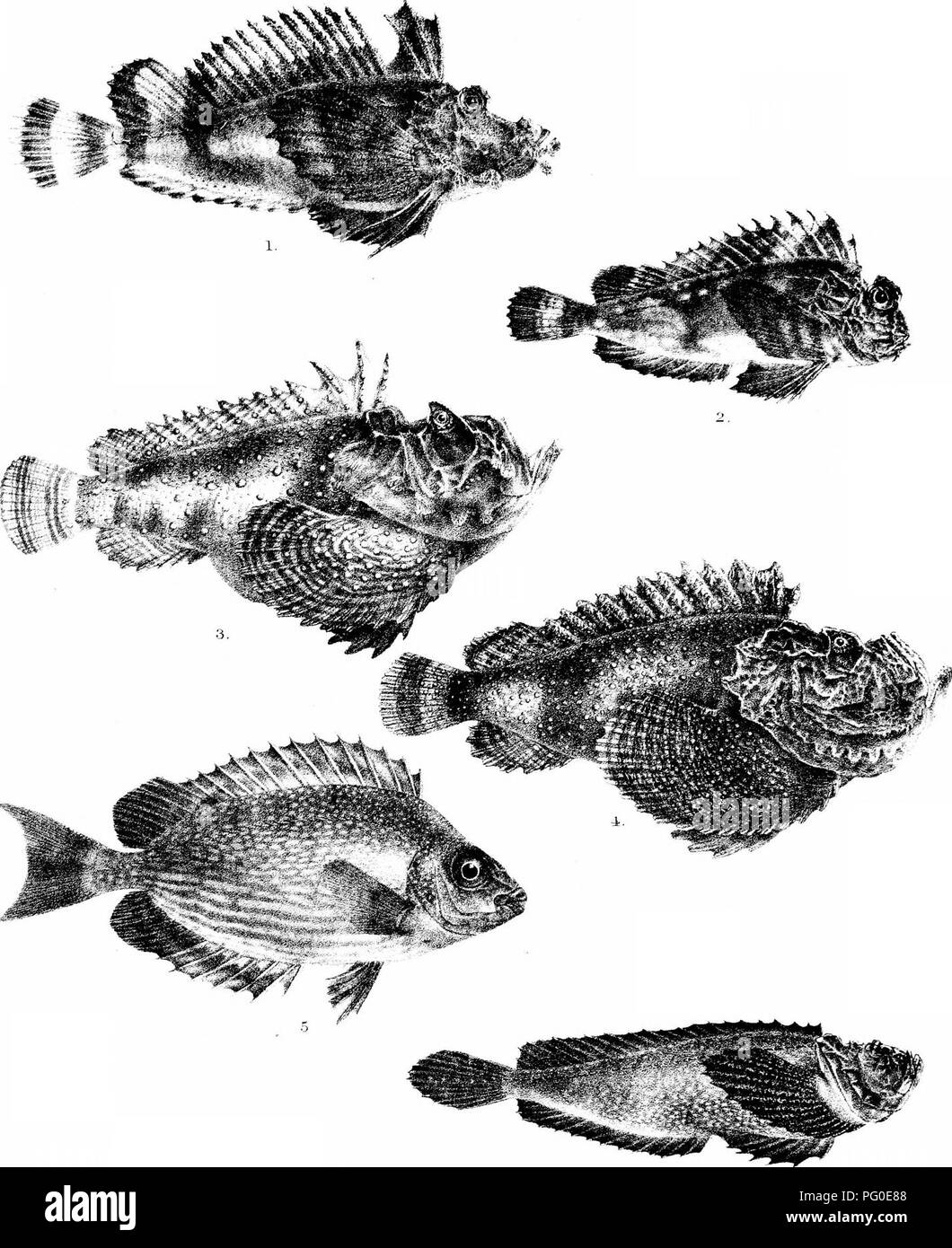 . The fishes of India; being a natural history of the fishes known to inhabit the seas and fresh waters of India, Burma, and Ceylon. Fishes. Day's FisKes of India. Plate v:^^{i::.. &amp;H Ford del Suzini lilh. ymtern Brc3 imp 1,PEL0B, DIDACTYLLIM. 2 , CH0R1DACTYL1 IS MUITIEAKBIS. ^ poT VC^I^J^SoS ™°&quot;'' 4, SYNANCEJA VERRUCOSA. 5, TEUTHIS ..lAVA. o, POLYv^AGLI.. UPANub jPU^.. Please note that these images are extracted from scanned page images that may have been digitally enhanced for readability - coloration and appearance of these illustrations may not perfectly resemble the original work Stock Photo