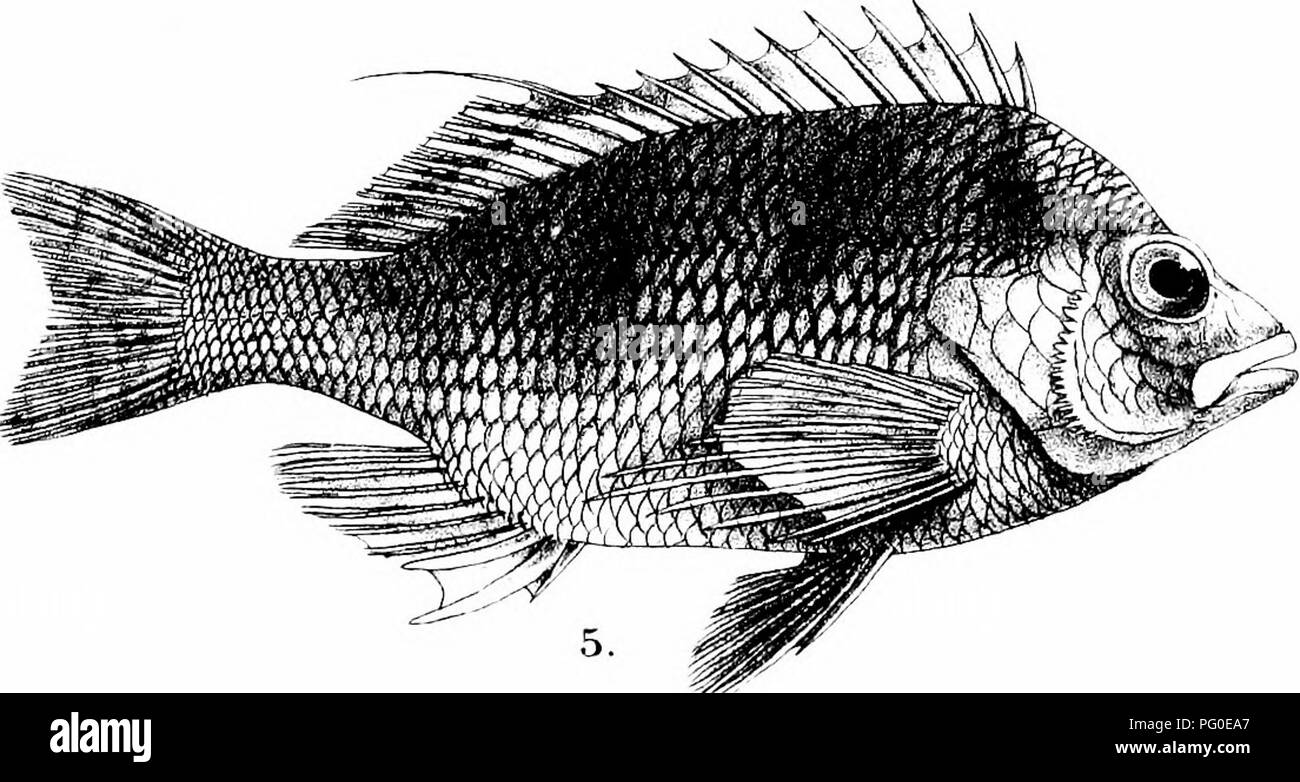 . The fishes of India; being a natural history of the fishes known to inhabit the seas and fresh waters of India, Burma, and Ceylon. Fishes. G.HFord del RMintern lith Ivlintern Bros 5 imp 1, CHRYSOPHRYS HAFFARA. 2, C. BERDA (VARIETY CAL^MARA). 3, PIMELEPTERUS CINERASCE'NS, 4,CIRRHITES FORSTERI, 5, CIRRHrTlCHTHYS AUREUS.. Please note that these images are extracted from scanned page images that may have been digitally enhanced for readability - coloration and appearance of these illustrations may not perfectly resemble the original work.. Day, Francis, 1829-1889. London, B. Quaritch Stock Photo