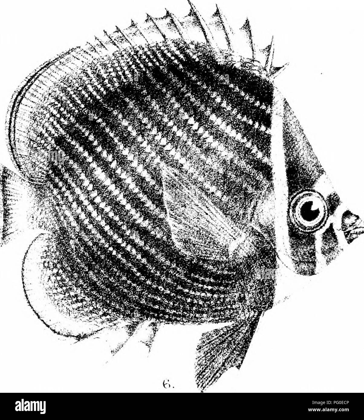 . The fishes of India; being a natural history of the fishes known to inhabit the seas and fresh waters of India, Burma, and Ceylon. Fishes. G H.Ford del Suzini lull. 1, CH^TODON VAGABUNDUS. 2 C IyIERTFNSII 4. C, GUTTATISSIMUS.' 5, C, ViTTATUS,' G. AURIGA ' .Ak;ET&quot;i' SK I'lFErl G, C. OOlLARIP. MiTiKn-nijroi imfi. Please note that these images are extracted from scanned page images that may have been digitally enhanced for readability - coloration and appearance of these illustrations may not perfectly resemble the original work.. Day, Francis, 1829-1889. London, B. Quaritch Stock Photo