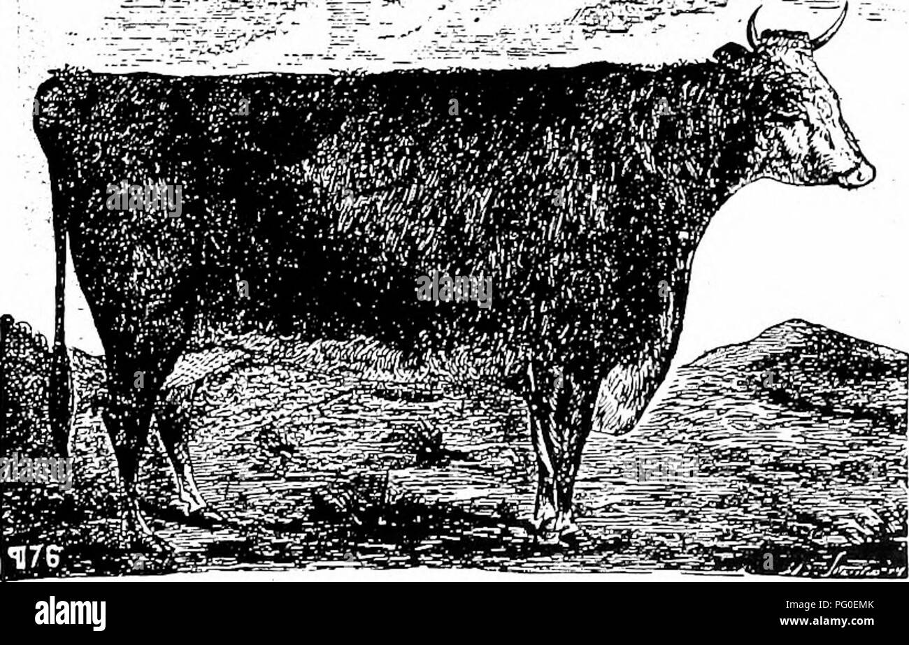History of Hereford cattle : proven conclusively the oldest of improved  breeds . Hereford cattle. H I S T 0 E Y OF II E K E F 0 K D