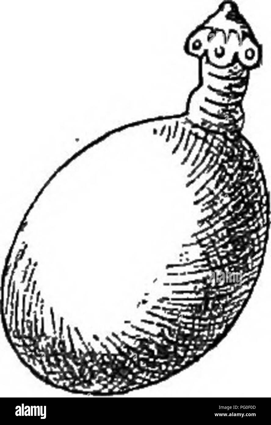 . Agricultural zoology. Zoology. loenarus £ohineoeeeus Fig. 138.—The three types of Bladder-worm, diagrammatically represented. Later—either in the animal originally inhabited by the bladder-worm, or after it has been transferred in the flesh of this to the gut of some carnivorous animal—the bladder-worm con- tracts, so that it can no longer hold the fluid which is present, and the ingrowth is turned inside out, the suckers thus becoming external. The tapeworm head is formed in this way, but the bladder still remains attached to its hinder end (Fig. 139). If a host in- habited by bladder-worms Stock Photo