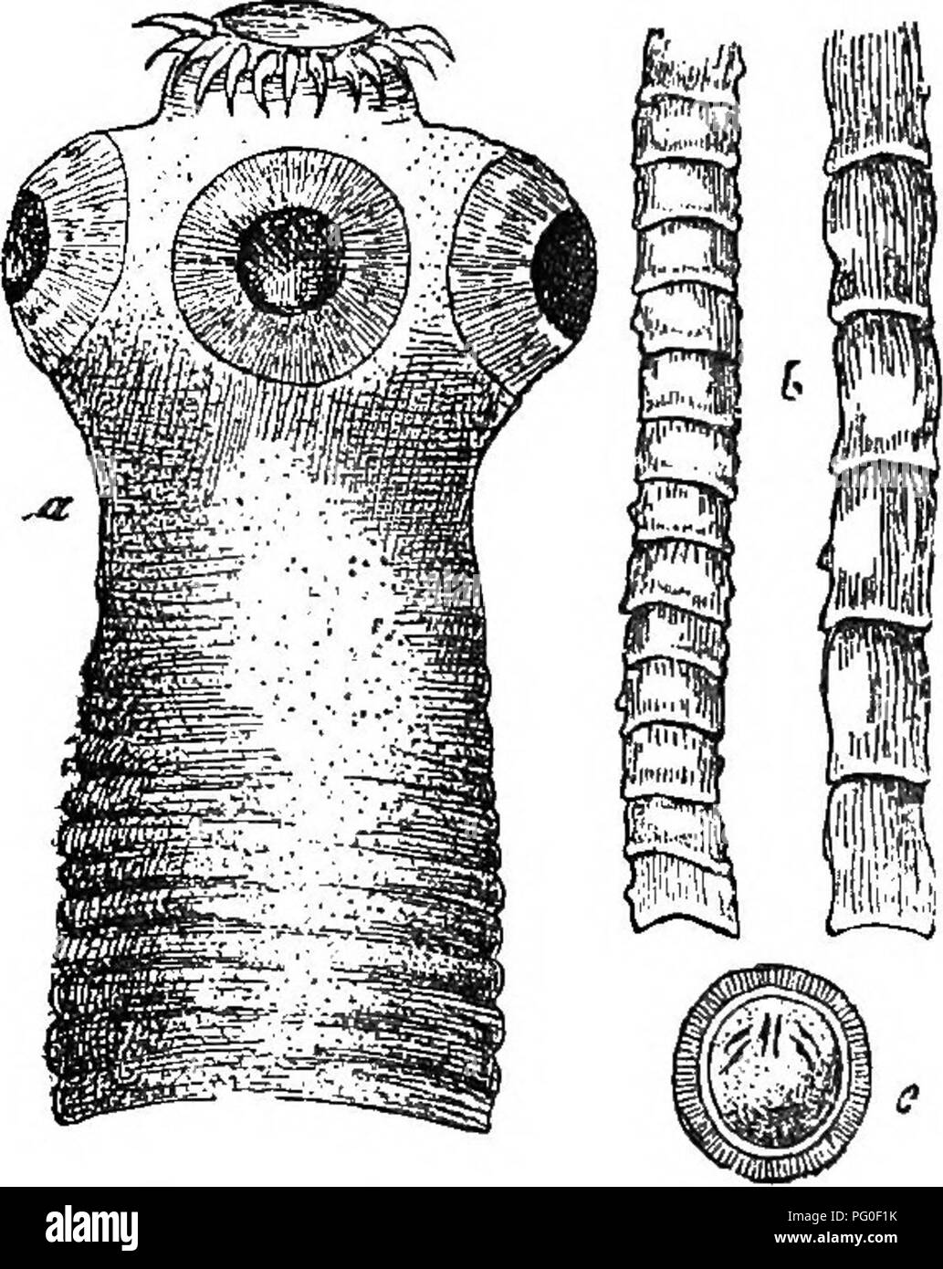 . Agricultural zoology. Zoology. 234 ZOOLOGY. of a suitable host, the joint and the egg-shells, or the latter only, as the case may be, are digested in the stomach or intestine, so that the larvse are set free. These (Fig. 137) are spherical, glass-like, of micro- scopic size, as might be expected, and bear three pairs. Fig. 136.—The Common Tapeworm (TfEwia officindlis) : a, head and neck, strongly magnified; J}, joints, natural size; c, eggs, strongly magnified. of booklets, by means of which they quickly perforate the wall of the gut, and make a way through the tissues of the host. They may  Stock Photo