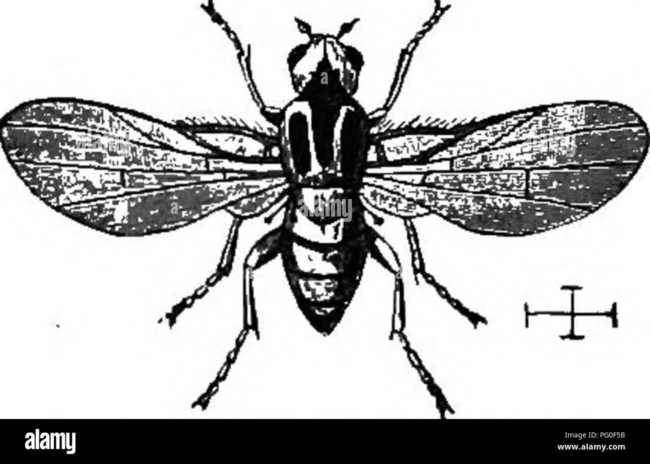 . Agricultural zoology. Zoology. INSECTS. 179 stripes on the dorsal ...
