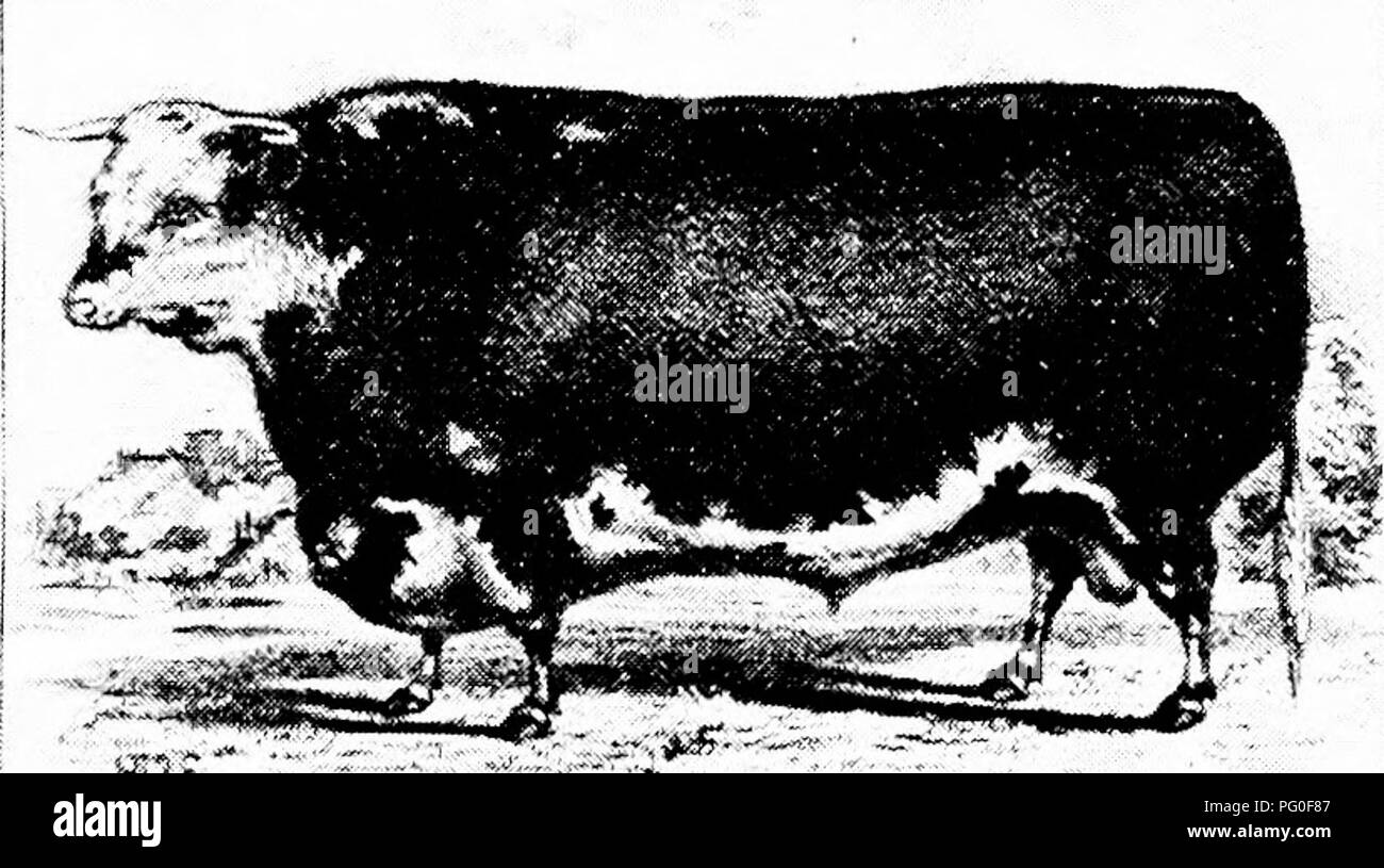 . History of Hereford cattle : proven conclusively the oldest of improved breeds . Hereford cattle. HISTORY OF HEREFORD CATTLE 49 ley Moor; Proctor, Orleton; Harris, The Marsh; Wood, Buryhill; Mason, Wooferton; Hanbiiry, Shobdon; Stevens, Erinsop; Rev. W. Bay ley, Womesley Grange; Bannet, Netherton; Turner, Boekleton; E. Jones, King's C'aple; Preece, Leyecourt; Mrs. Berrow, The Green, Dew- church; Symonds, Yatton; E. Walwyn Grave- nor, The Parks; J. Purchas, Fownhope; Price, Norton Grounds; T. Barnaby, Brockhampton; Tomkins, Dippers Moor; Parry, Birley; Wood, Burghill, etc. &quot;All the gentl Stock Photo
