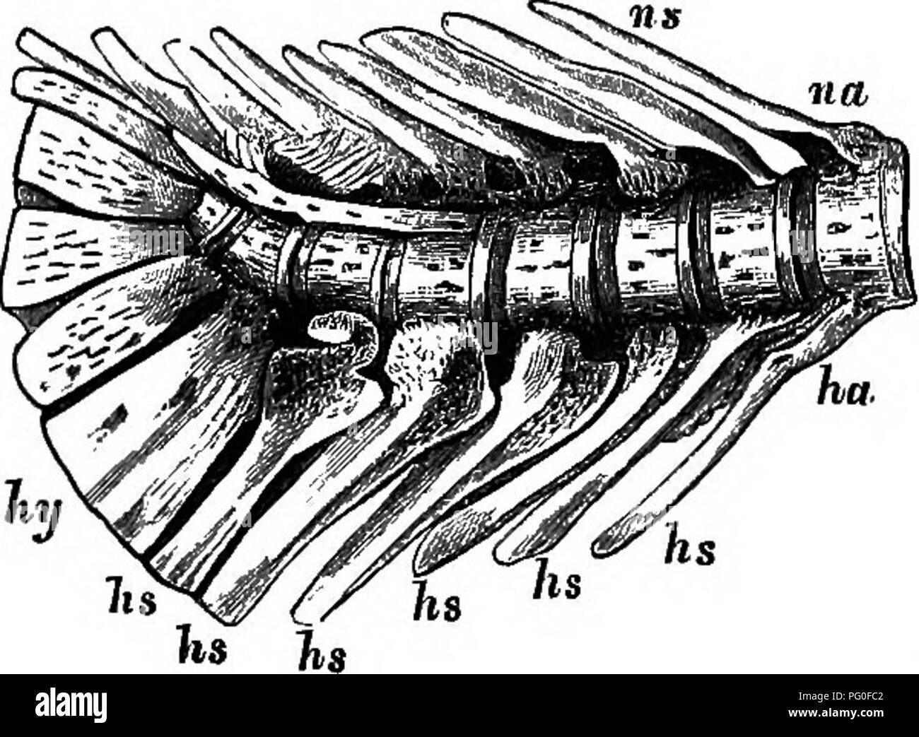. British and Irish Salmonidae. Salmon. join and form a spinous elon- gation, the neural spine (ns). Two epiplenral spines (e*) pass outwards from the body of each vertebrse, while from either side a rib is directed downwards. Fig. 8. Abdominal vertebra of salmon, c. centrum or body : na. neural arch : m. neural spine; es. epipleural spine. The caudal vertebrse (fig. 7) are furnished superiorly with neural arches, («o) and spines (ns), but well developed transverse processes are absent, while along the lower surfaces of the bodies of each is a second or the hsemal arch (ha) which serves to pro Stock Photo
