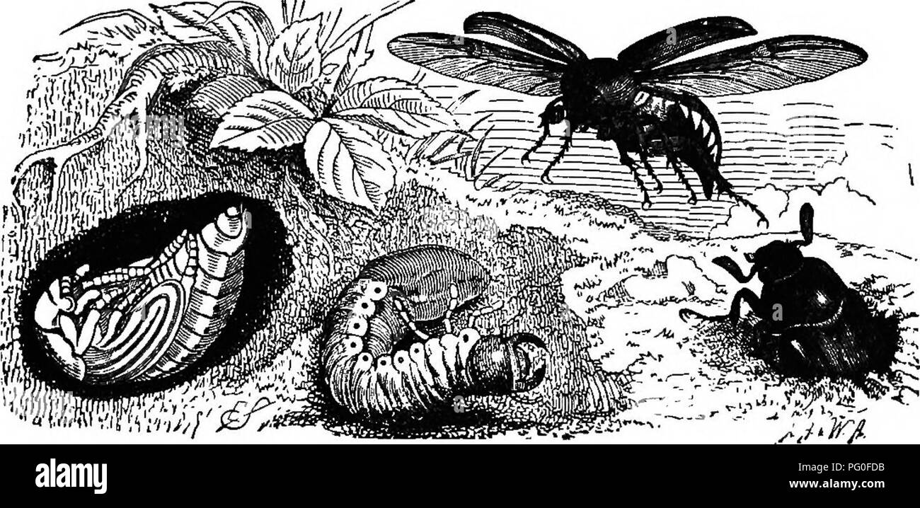 This section of agricultural zoology explores insect development ...