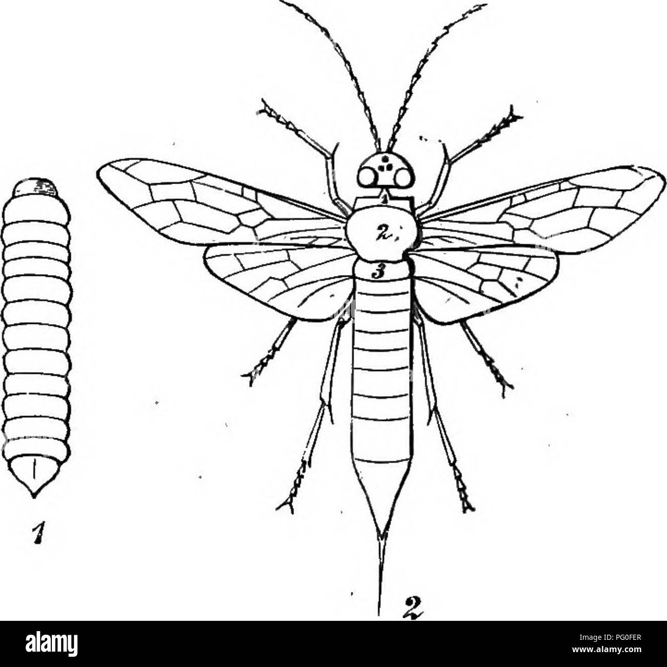 . Agricultural zoology. Zoology. AKTHROPODA. 83 same animal (Fig. 54, 1). The segments often fuse together, which brings about the formation of a smaller number of subdivisions to the body; or even all the segments may become united (mites). In the last case the Arthropod characters are only to be seen in the jointing of the limbs. Segmented animals (e.g. the common earthworm) are also found among the worms (Sub-kingdom III. of the Animal Kingdom);. Fig. 54.—Wood-borer (^Sirex); 1, larva; 2, adult insect. but these worms have either no limbs, or only small unjointed foot-stumps, never jointed  Stock Photo