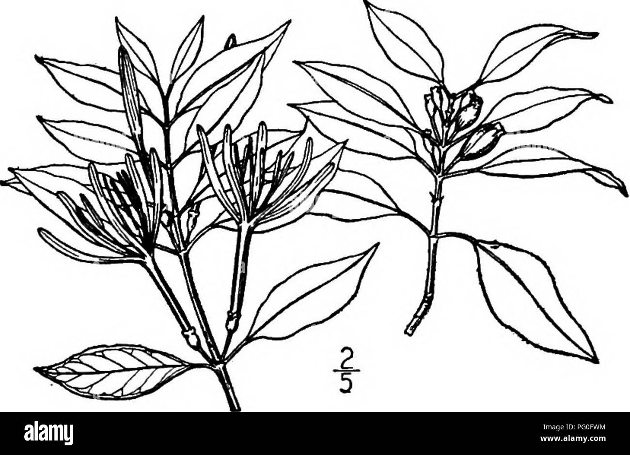 . North American trees : being descriptions and illustrations of the trees growing independently of cultivation in North America, north of Mexico and the West Indies . Trees. 842 Princewood for ornament near its home and would seem to deserve more general use as a garden plant in the southern States. Its generic name is in commemoration of General Charles Cotesworth Pinckney of South Carolina, an officer in the Revolution, a botanist and chemist. There is but I species known. II. PRINCEWOOD GENUS EXOSTEMA L. C. RICHARD Species Ezostema caribaeum (Jacquin) Roemer and Schultes Cinchona carihma J Stock Photo