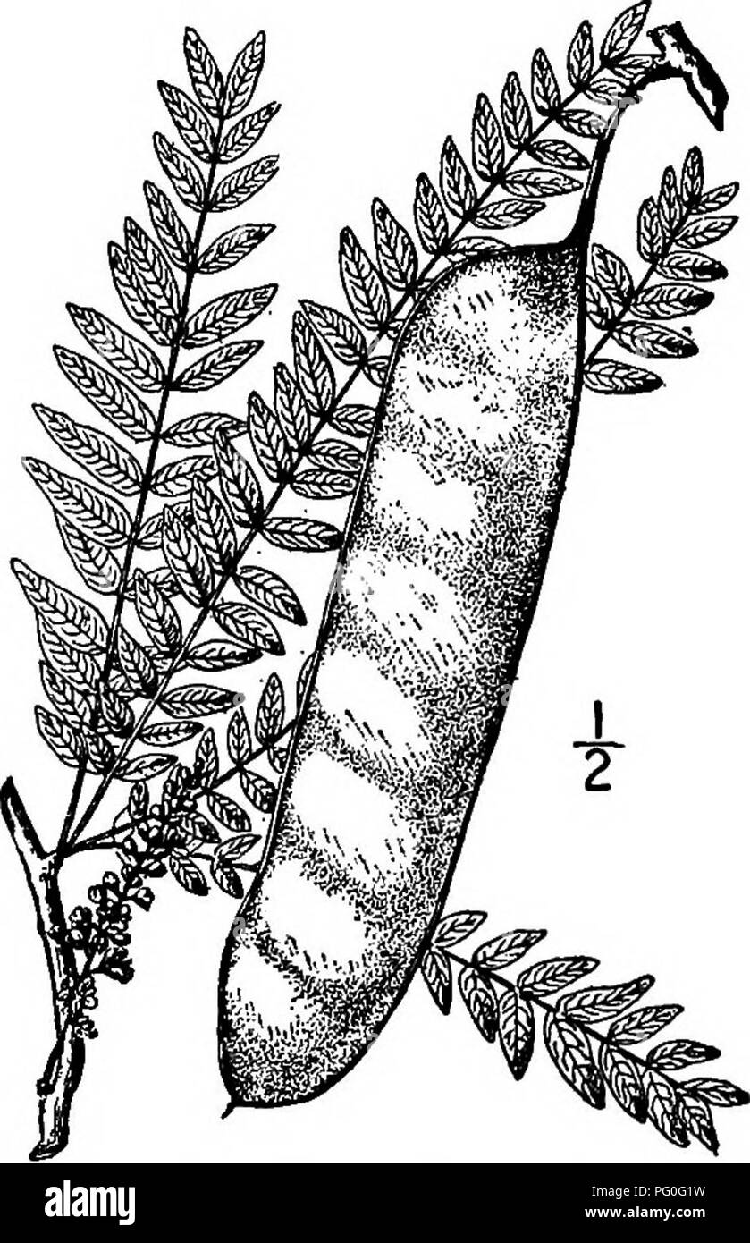 . North American trees : being descriptions and illustrations of the trees growing independently of cultivation in North America, north of Mexico and the West Indies . Trees. Honey Locust 539 shining, its margins somewhat thickened; it contains i seed, rarely 2; seeds round, flat, brown and shining, about i cm. broad. The wood is very hard, strong, coarse-grained and bright reddish brown; its specific gravity is about 0.73. 2. TEXAN HONEY LOCUST — Gleditsia texana Sargent This rare and very local tree, is known only from dry bottom lands on the Brazos River, Texas; it has spreading branches bu Stock Photo