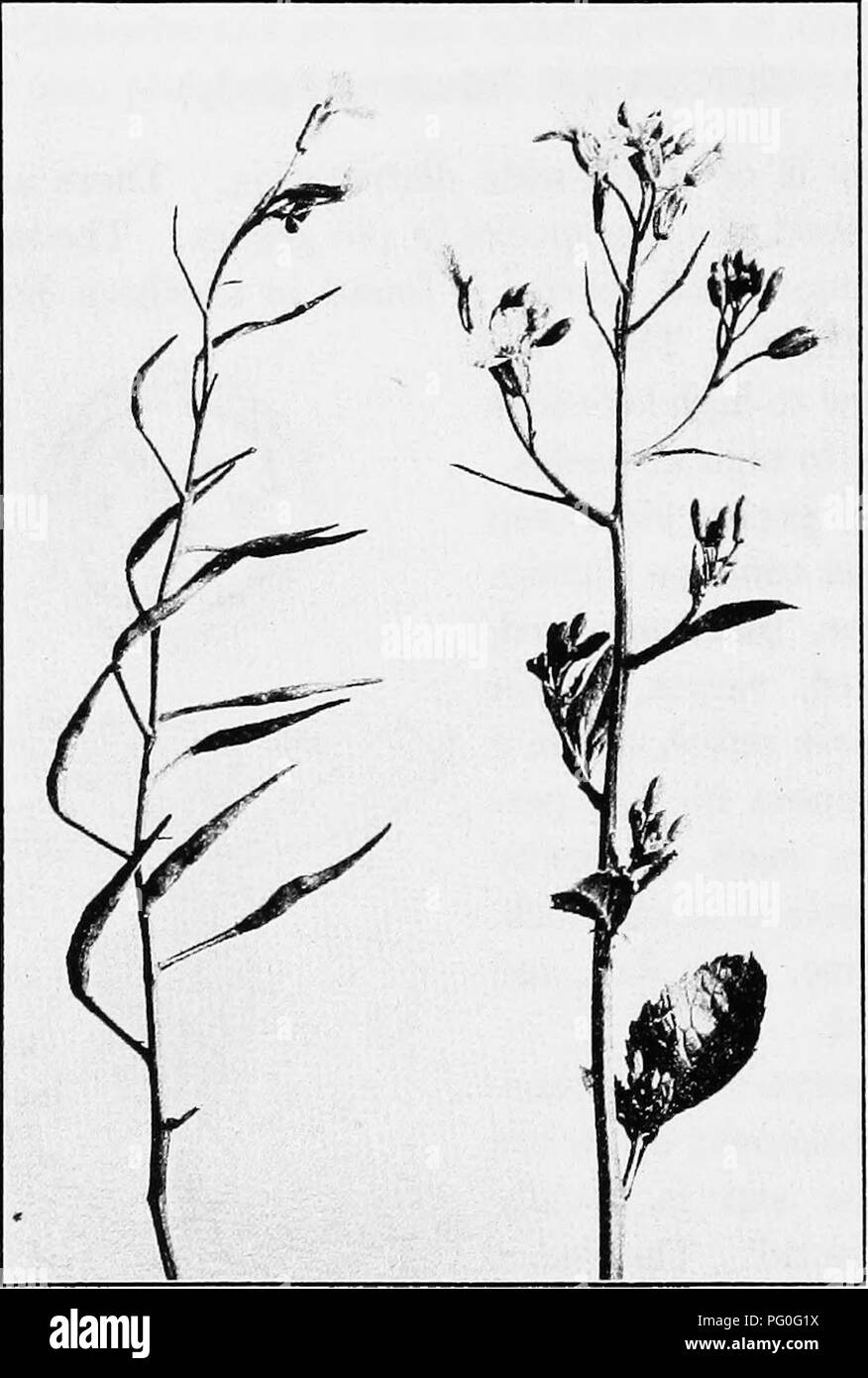 . The botany of crop plants : a text and reference book. Botany, Economic. 324 BOTANY OF CROP PLANTS acteristic (Fig. 131). It is perfect and regular with four sepals, four petals, six stamens (two short and four long), and a two-celled ovary. The four sepals are entirely dis-. FlG. 132.—Common garden radish (Raphanus sativus). In flower, on right- and in fruit, on left. Note the characteristic racemose inflorescence with flowers at the apex and fruit at the base. tinct, but often overlapping; the two outer are narrow, and the two inner may be narrow also, but often are distinguished from the  Stock Photo