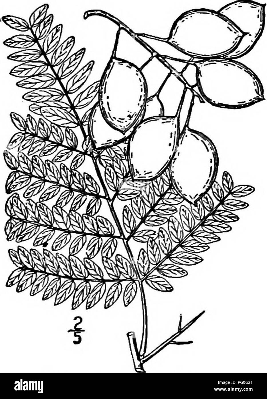 . North American trees : being descriptions and illustrations of the ...