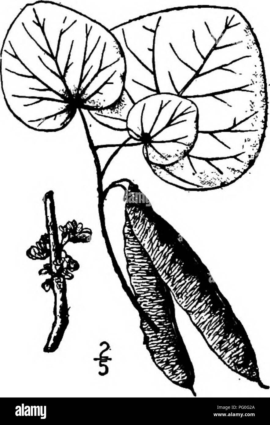 Redbud tree Black and White Stock Photos & Images - Alamy