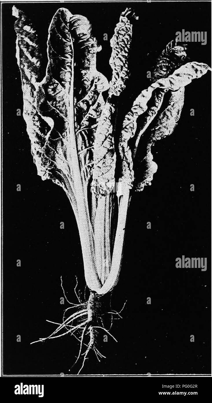 . The botany of crop plants : a text and reference book. Botany, Economic. 312 BOTANY or CROP PLANTS CHARD The edible &quot;leaf beets&quot; go under various names: Spinach beet, sea-kale beet, Swiss chard, silver beet, chard, and Beta cycla. The flowers and fruit are hke those of the. Fig. 127.—Chard or leaf beet (Beta vulgaris). common beet. Cultivation has changed its habit of growth, however, such that leaves, instead of roots have become developed.. Please note that these images are extracted from scanned page images that may have been digitally enhanced for readability - coloration and a Stock Photo
