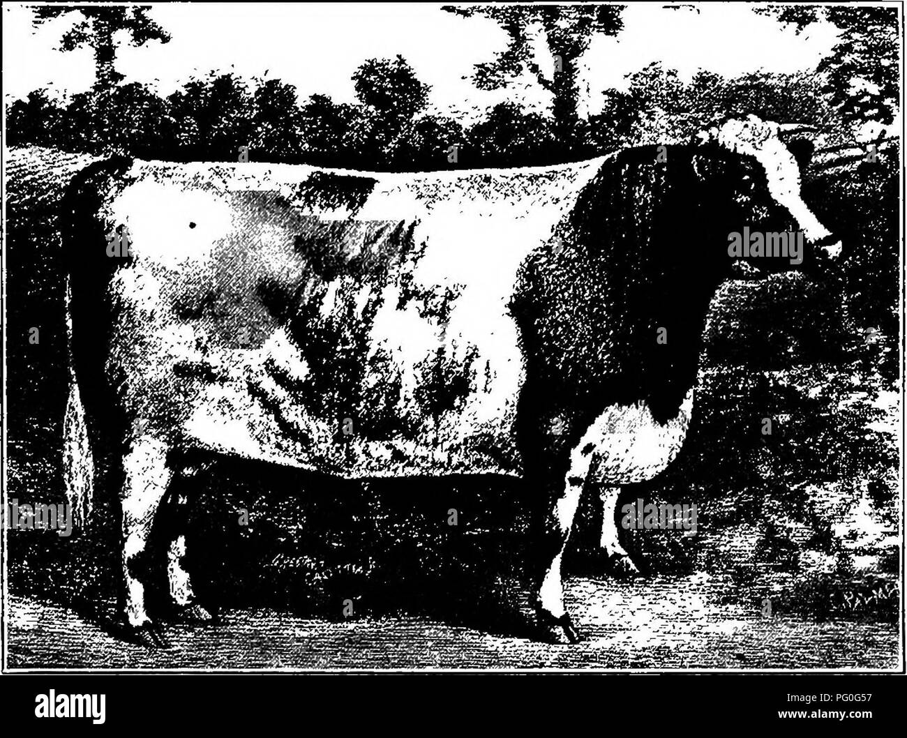 Shorthorn Black and White Stock Photos & Images - Alamy
