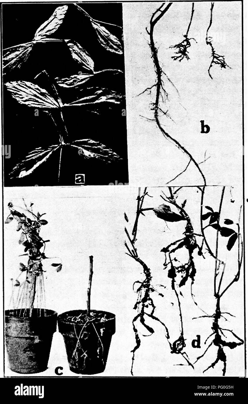 . Diseases of greenhouse crops and their control . Vegetables; Plant diseases; Plant diseases. Fig. 70. Sweet Pea Diseases. a. Anthracnose, b. Thielavia root rot, to the right two diseased roots, to the left one healthy root, c. Fusarium rot, germination of seed in dis- eased and steam sterilized soil compared, d, root knot.. Please note that these images are extracted from scanned page images that may have been digitally enhanced for readability - coloration and appearance of these illustrations may not perfectly resemble the original work.. Taubenhaus, Jacob Joseph, 1884-1937. New York : E.  Stock Photo