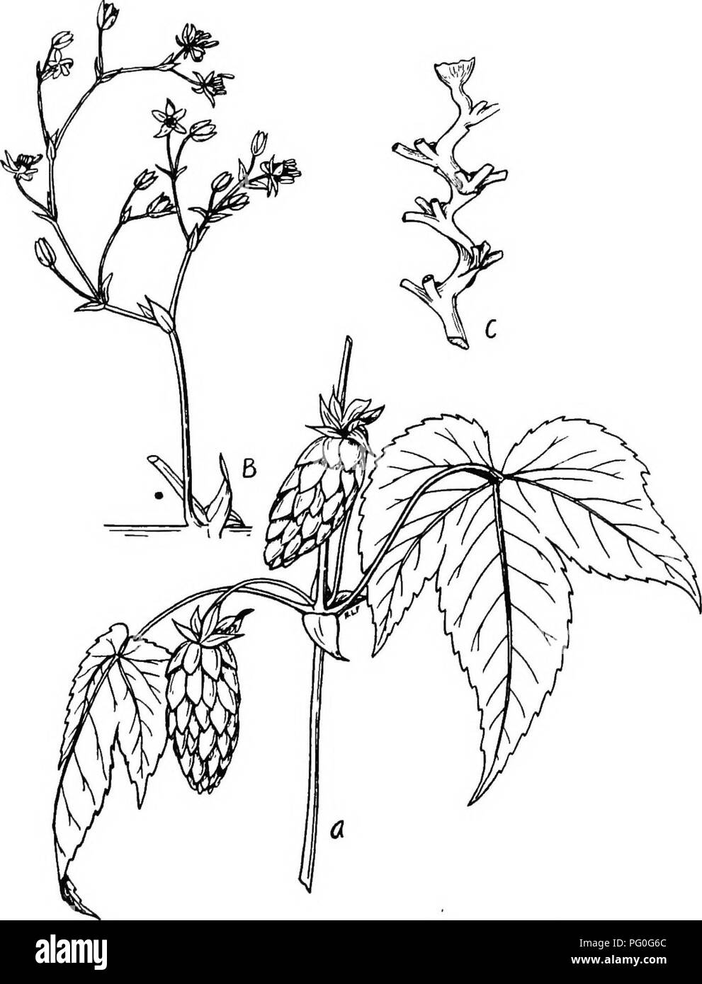 . The botany of crop plants : a text and reference book. Botany, Economic. HORACES 261. Fig. 103.—Hop (Humulus lupulus). A, portion of plant showing pistillate inflorescences; B, staminate inflorescence; C, rachis of pistillate inflorescence (&quot;hop&quot;).. Please note that these images are extracted from scanned page images that may have been digitally enhanced for readability - coloration and appearance of these illustrations may not perfectly resemble the original work.. Robbins, Wilfred William, 1884-1952. Philadelphia : P. Blakiston's Son Stock Photo