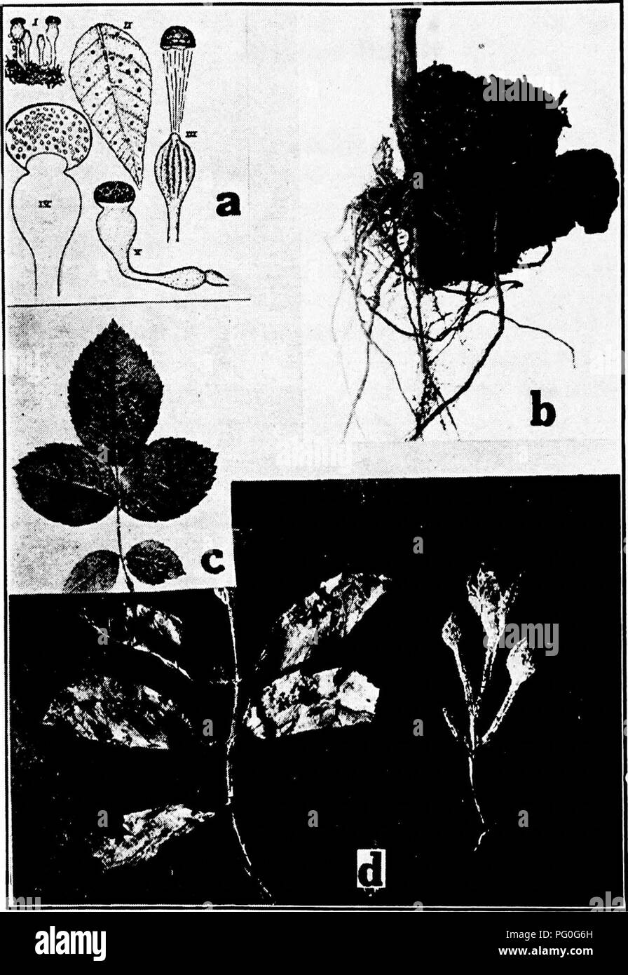 . Diseases of greenhouse crops and their control . Vegetables; Plant diseases; Plant diseases. Fig. 65. Rose Diseases. 0. Pilobolus crystaUinis (i) Group of sporophores, (2) specks on leaf, (3) method in which the spore bearing cap is blown off, (4) spore head magni- fied, (5) young sporophore (after Clinton), b. crown gall, c. Phragmidmm sub- coriicum (after Smith, R. E.), d. powdery mildew.. Please note that these images are extracted from scanned page images that may have been digitally enhanced for readability - coloration and appearance of these illustrations may not perfectly resemble th Stock Photo