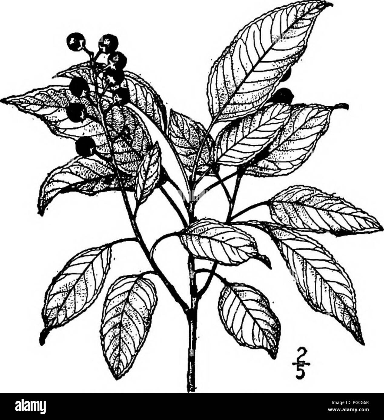 . North American trees : being descriptions and illustrations of the trees growing independently of cultivation in North America, north of Mexico and the West Indies . Trees. Fig. 465. — Columbian Wild Cherry. 4. TEXAS CHERRY —Padus eximia Small Prunus eximia Small A beautiful tree occurring in the river valleys of southern Texas, where it reaches a maximum height of 26 meters. The branches are loosely spreading, forming a round-headed tree; the twigs are slender, smooth, red-brown to gray- brown. The leaves are rather thin, ovate to oblong, lanceolate or oval, 3 to 8 cm. long, blunt or somewh Stock Photo