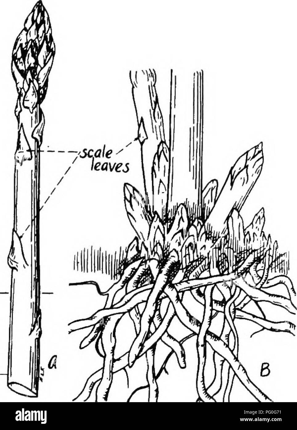 . The botany of crop plants : a text and reference book. Botany, Economic. LILIACEjE 247 edible portion of the plant. The scales borne on these fleshy shoots are true leaves. At lenthg, the stems become much branched. The filiform cladophylls (Fig. 98) are mostly clustered in the axils of the minute scales. They perform the function of leaves, as is evidenced by their green color. From the time of seeding, it is usually four years before the rootstock is vigorous enough to allow cuttings to be made.. Fig. 99.—Garden asparagus (Asparagus officinalis). A. young shoot &quot;spear&quot;; B, thick, Stock Photo