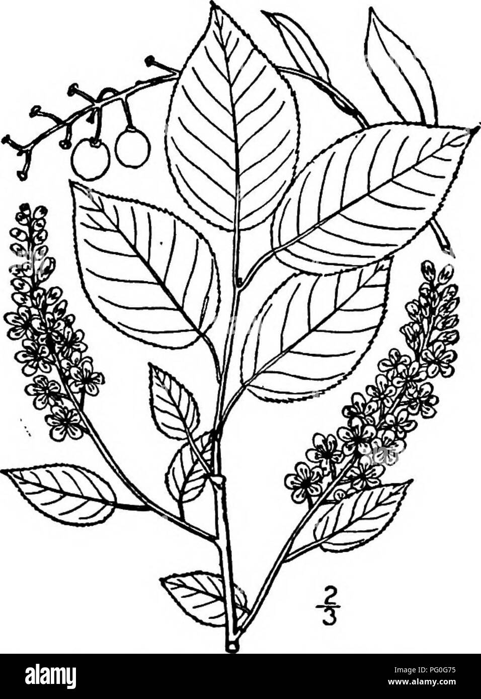 Chokecherry Tree Drawing