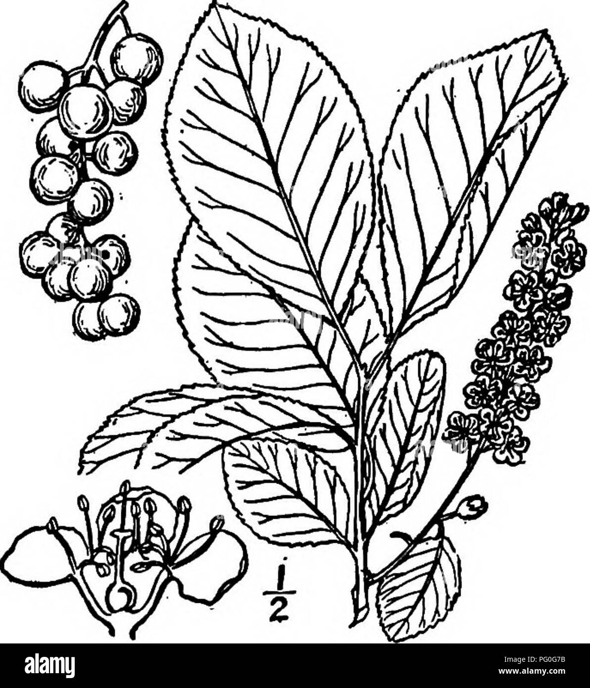 . North American trees : being descriptions and illustrations of the trees growing independently of cultivation in North America, north of Mexico and the West Indies . Trees. Choke Cherry 503 Hairy on young shoots, raceme-axis, and pedicels. Leaves pale or glaucous beneath, at least when old, and nearly glabrous beneath, except along veins. Leaves obovate, rounded at apex; drupe red. Leaves oblong to ovate or elliptic, obtuse to acuminate; drupe purple. Leaves densely brown persistent-woolly beneath, not glaucous. 6. P. Cuthbertii. 7. P. alabamensis. 8. P. australis. I. CHOKE CHERRY —Padus vir Stock Photo