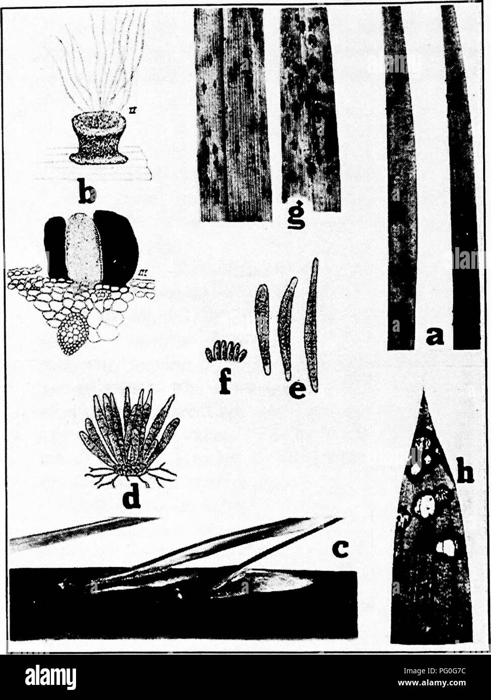 . Diseases of greenhouse crops and their control . Vegetables; Plant diseases; Plant diseases. Fig. 6i. Palm Diseases. a. Palm smut, b. Palm smut fungus (after Stone and Smith), c. Exospo- rium leaf spot, d. cluster of spores of Exosporium palmivorum, e. individual spores of E. palmivorum, f. conidiophores of E. palmivorum (.d-e after Tre- lease), g. Sphserodothis leaf spot (after Smith, R, E.), h. anthracnose (after Halsted).. Please note that these images are extracted from scanned page images that may have been digitally enhanced for readability - coloration and appearance of these illustra Stock Photo