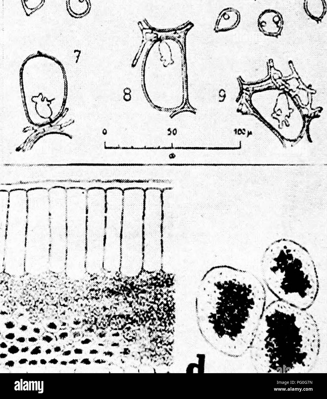. Diseases of greenhouse crops and their control . Vegetables; Plant diseases; Plant diseases. â &quot;^ ^ b &quot;^ O Â»' e @. Fig. 59. Orchid Diseases. o. Volutella blight of Bletia (after Halsted), b. rust, Hemileia oncidi (after Griffon and Maublanc), c. Sobralia anthracnose (after Halstrd), d. bacterial leaf spot, partly diseased leaf with cells invaded by the organism (after Hori, S.).. Please note that these images are extracted from scanned page images that may have been digitally enhanced for readability - coloration and appearance of these illustrations may not perfectly resemble the Stock Photo