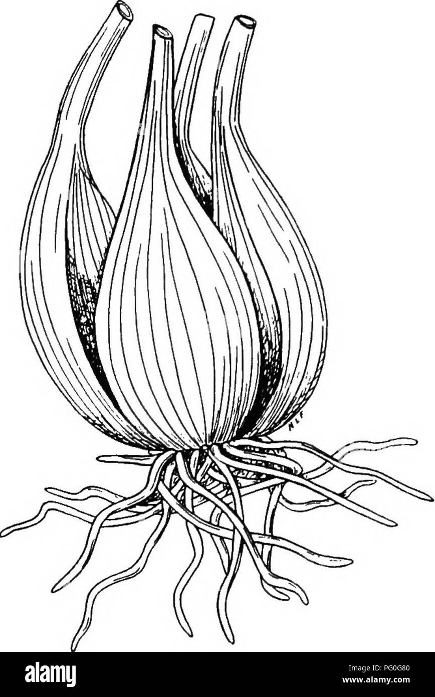 . The botany of crop plants : a text and reference book. Botany, Economic. LILIACE^ 239 bulbs are borne in clusters, but unlike garlic, are not sur- rounded by a thin membrane. The leaves are short, cylin- drical and hollow. The compact umbels bear lilac or reddish flowers.. Fig. 94.—Shallot (Allium ascolonicum). ALLIUM FISTULOSUM (Welsh Onion or Ciboule) This is an annual or biennial with long, fibrous roots. No bulbs are produced, mere swellings occurring at the base of the plant (Fig. 88). The leaves are long, rather broad and hollow. It seeds well. The plant has been found wild about the A Stock Photo