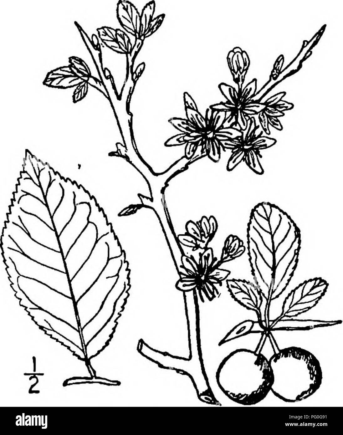 . North American trees : being descriptions and illustrations of the trees growing independently of cultivation in North America, north of Mexico and the West Indies . Trees. Sloe 495 appearing before the leaves in April or May, are 1.5 to 2.5 cm. across, in 3- to 5-flowered umbels on smooth, red pedicels i to 2 cm. long; the calyx-tube is ob- conic, usually red, the lobes lanceolate, glandular-toothed, hairy on the inner surface; the petals are obovate, rounded and irregularly erose, white, fading to pink. The fruit, ripening in August or September, is oval or subglobose, 2.5 to 3 cm. long, o Stock Photo