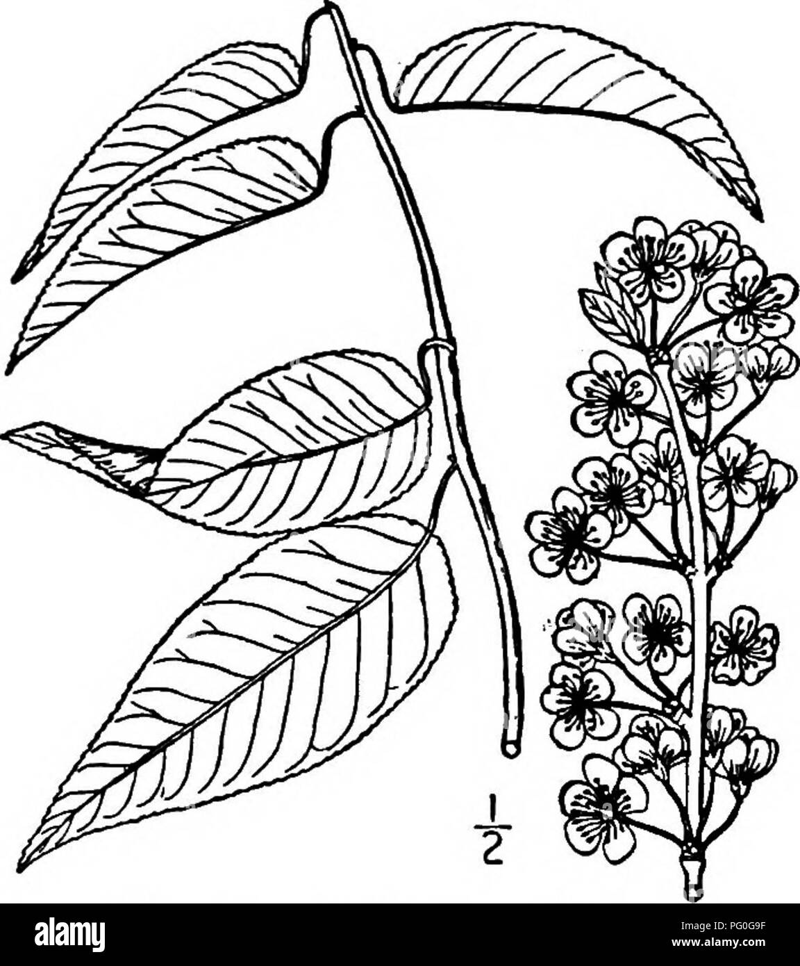 . North American trees : being descriptions and illustrations of the trees growing independently of cultivation in North America, north of Mexico and the West Indies . Trees. 494 The Plums and Cherries. Fig. 452. — Wild Goose Plum. 4-flowered umbels on slender, roughish pedicels; the calyx-tube is obconic, the lobes ovate, blunt or pointed, glandular- toothed, hairy on both surfaces; the petals are obovate, seldom notched. The fruit ripens in September or October, is nearly globular, 2 to 2.5 cm. long, bright red; its skin is thick, the flesh thin, hard, and acid; the stone is oval, somewhat s Stock Photo