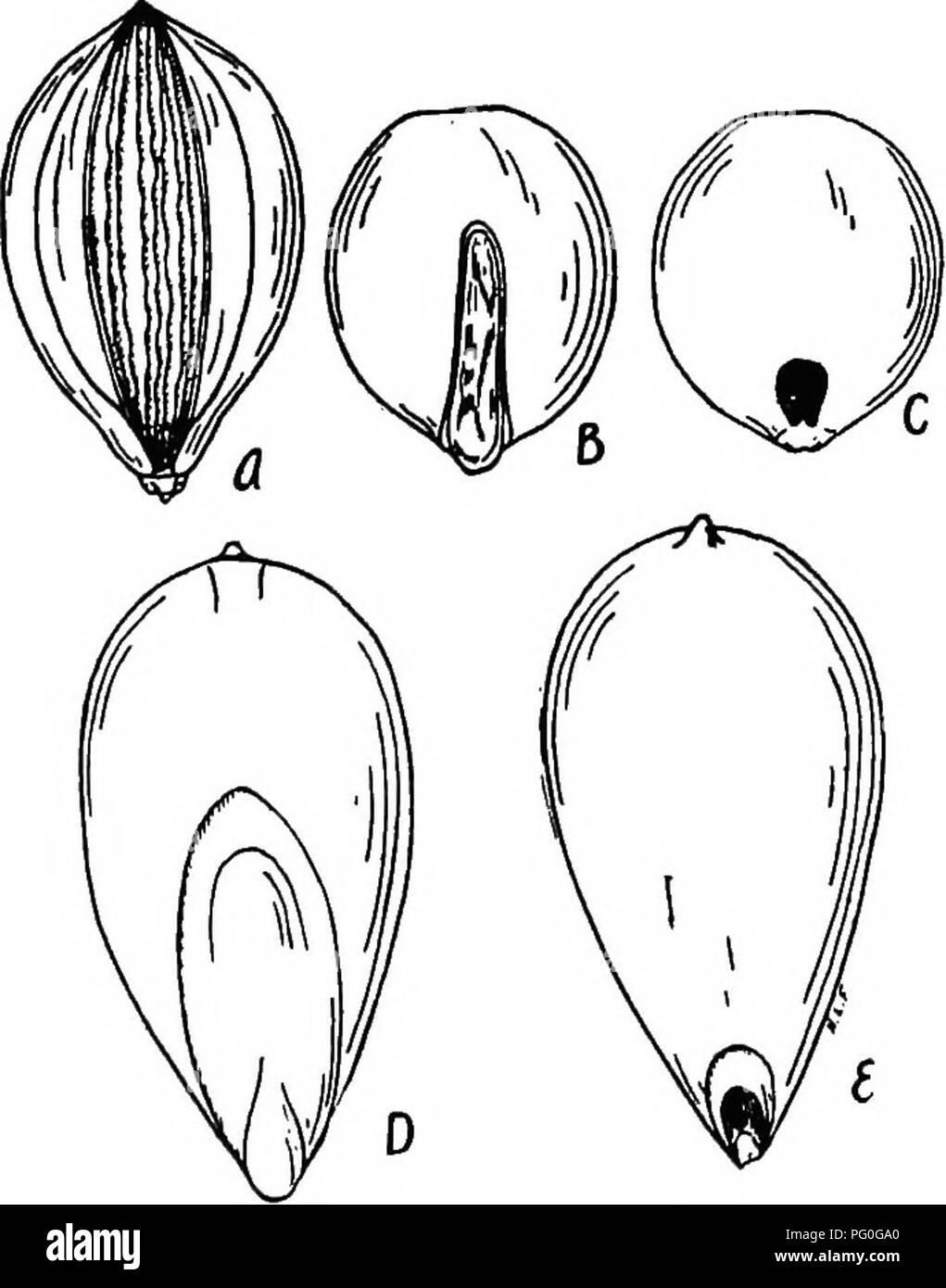 . The botany of crop plants : a text and reference book. Botany, Economic. 2l8 BOTANY OF CROP PLANTS which is about one-half the length of the kernel. The peri- carp is thin. There is a single row of small, flat cells in the aleurone layer. Types and Varieties of Foxtail Millet.-—Koernicke rec- ognizes two main groups of cultivated millets belonging to the species Chatochloa italica:. Fig. 84.—A, grain of foxtail millet (Chaetochloa italica) with lemma and palet attached; B, grain o£ same, embryo side with &quot;hull&quot; removed; C, grain of same, side opposite the embryo; D and E, grains o£ Stock Photo