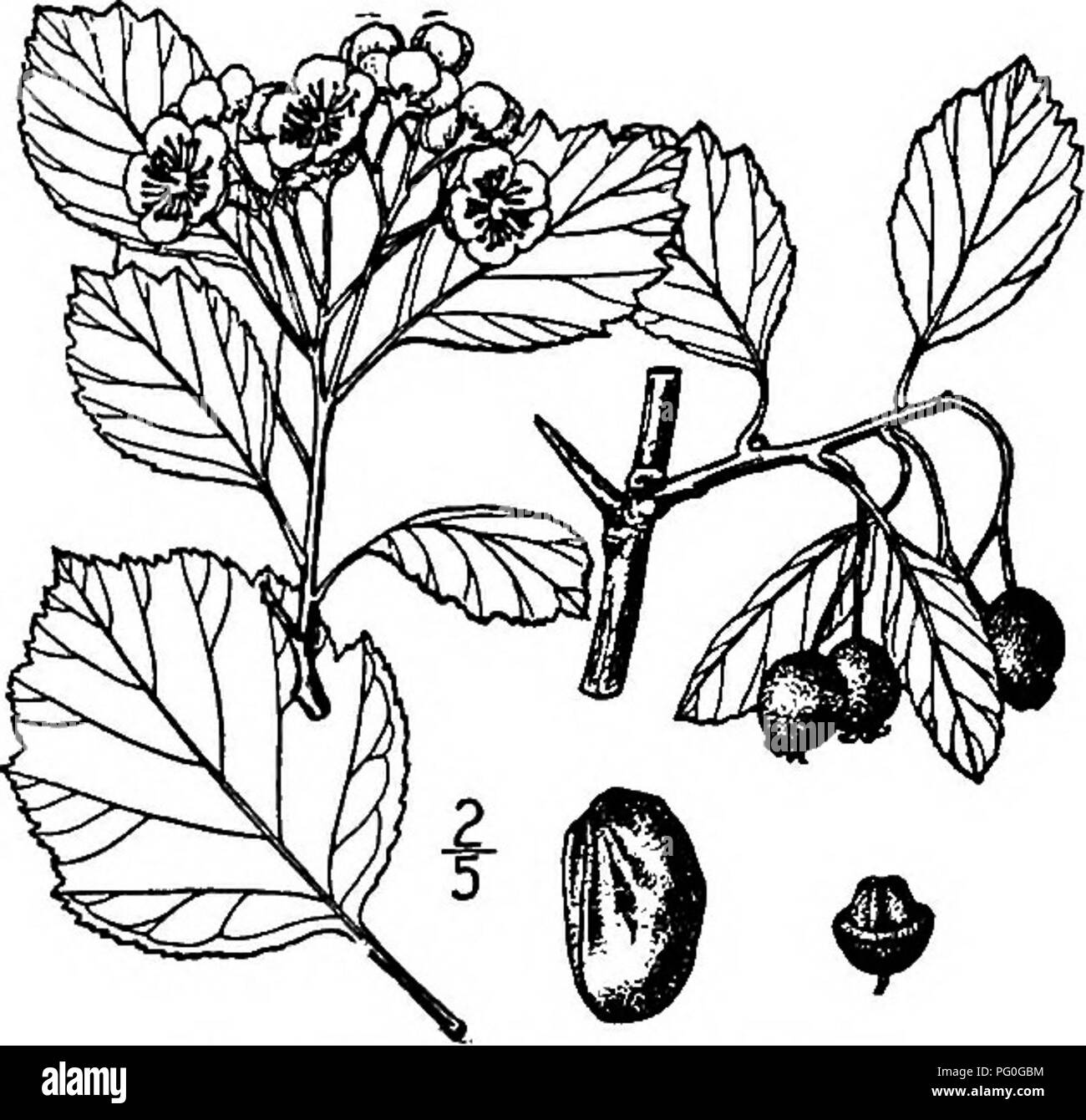 . North American trees : being descriptions and illustrations of the trees growing independently of cultivation in North America, north of Mexico and the West Indies . Trees. Nuttall's Thorn 481 The leaves are ovate or obovate to broadly ovate, 2 to 7 cm. long, i to 6 cm. wide, pointed or short-pointed at apex, wedge-shaped at base, doubly toothed and lobed, covered with pale hairs, particularly along the veins above, dark green above, half-leathery, seldom becoming smooth along the veins; leaf-stalks slightly winged, hairy, glandular, i to 3 cm. long. The flowers are about 15 mm. wide, in man Stock Photo