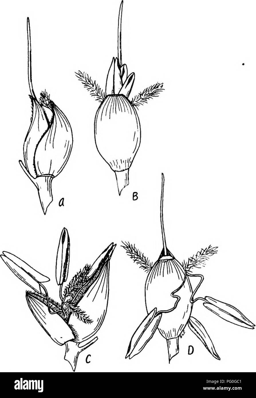 . The botany of crop plants : a text and reference book. Botany, Economic. ANDROPOGON SORGHUM 19s shedding anthers may be in contact at time of opening, and since the stigma is receptive at this time, some self-pollination must take place. Pollination between flowers of the same. Fig. 72.—Four stages in the opening of the spikelet of sorghum (Andropogon sorghum). X S, plant is very common. The upper flowers are shedding pol- len in abundance, as the receptive stigmas of lower flowers are opening. And, in the light breeze of the morning, the head'is. Please note that these images are extracted  Stock Photo