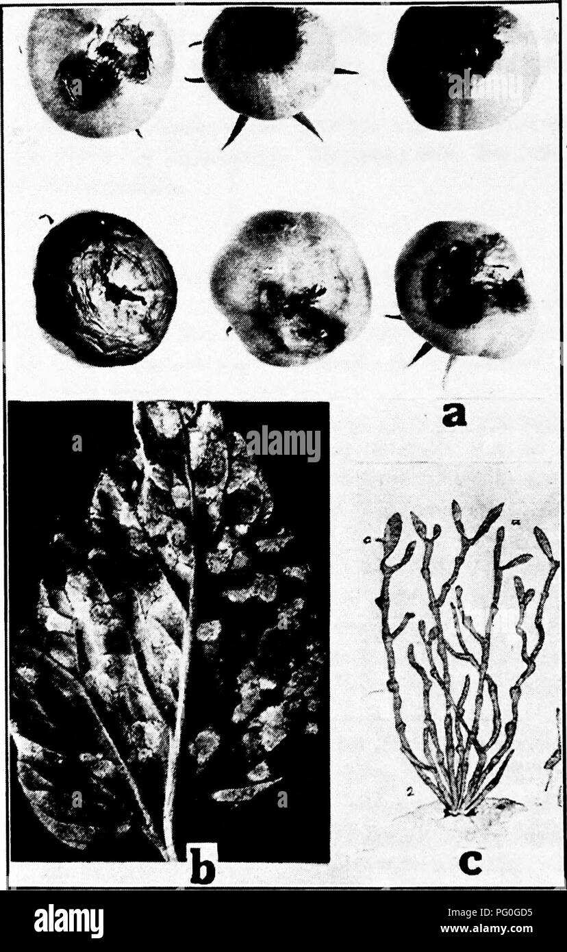 . Diseases of greenhouse crops and their control . Vegetables; Plant diseases; Plant diseases. Fig 36. Tomato Diseases. a. Various stages of blossom end rot, b. Cladosporium leaf mold, c. fruiting stalks and spores of Cladosporium ftilvum ic. after G. Massee).. Please note that these images are extracted from scanned page images that may have been digitally enhanced for readability - coloration and appearance of these illustrations may not perfectly resemble the original work.. Taubenhaus, Jacob Joseph, 1884-1937. New York : E. P. Dutton Stock Photo