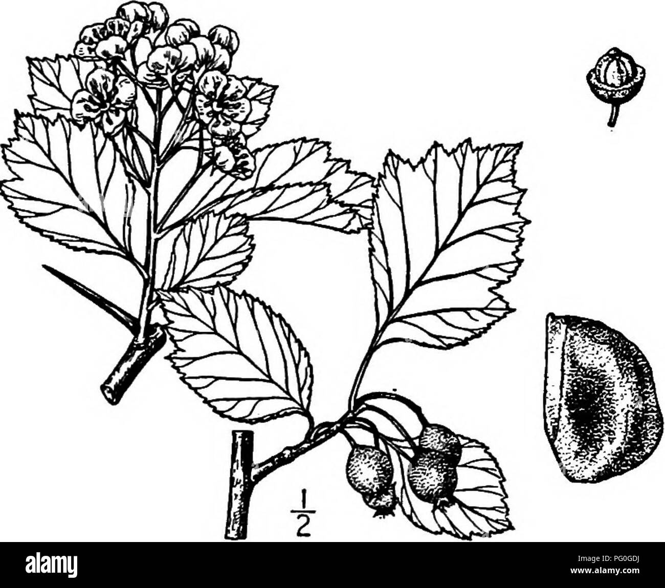 . North American trees : being descriptions and illustrations of the trees growing independently of cultivation in North America, north of Mexico and the West Indies . Trees. 476 The Thorn Trees stalks slightly long-hairy, glandular, winged above, about 15 nun. long. The flowers are about 15 mm. broad, in somewhat long-haiiy, many- flowered corymbs; calyx-tube nearly smooth; calyx-lobes trian- gular, long-pointed, smooth on the outside, slightly long-hairy on the inside, remotely glandular-toothed, red-tipped; stamens about 10; styles 3 or 4. The fruit, ripening in September, is pear-shaped or Stock Photo